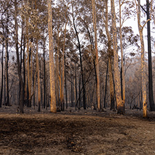 Bushfire damaged trees