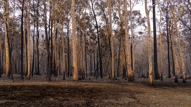 Burnt bushland