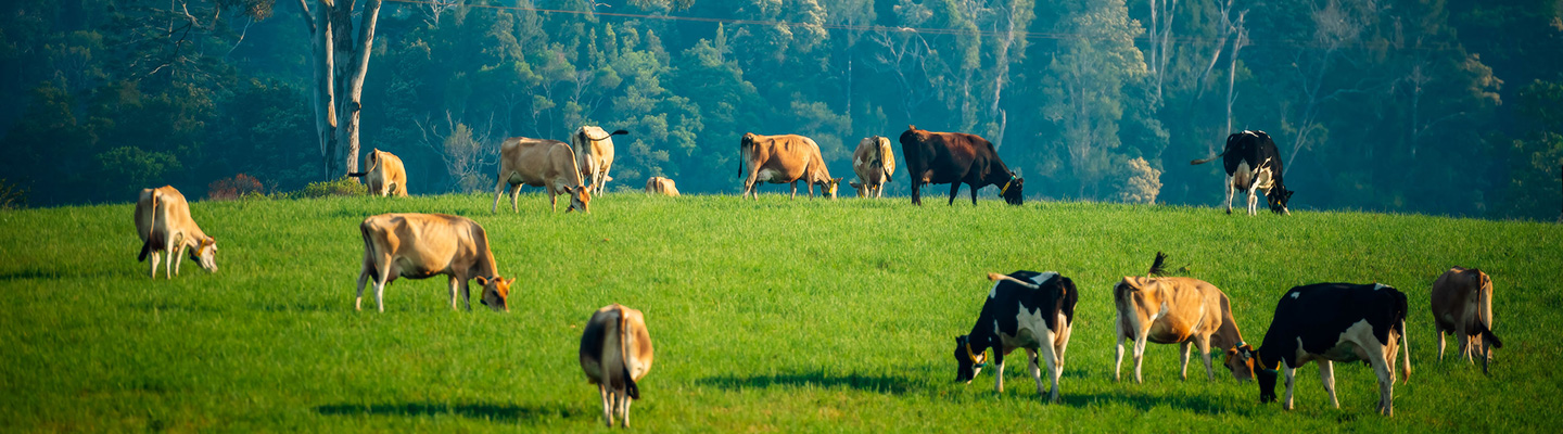 cattle eating grass