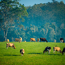 cattle eating grass