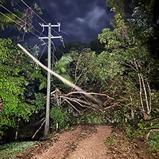 Trees over powerlines
