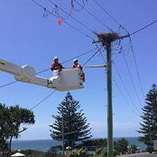 Osprey Relocation Tile