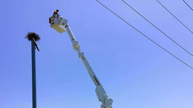 Osprey Relocation EWP