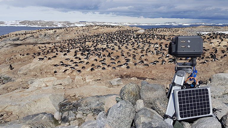 Penguins