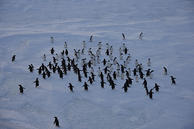 Penguins