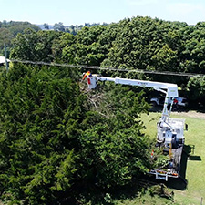 Worker trimming a tree from an elevated work platform