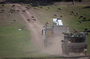 Trucks driving on dirt road with sheep nearby