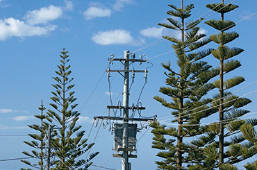 Pine trees near powerlines
