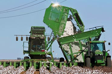 Cotton harvest graphic