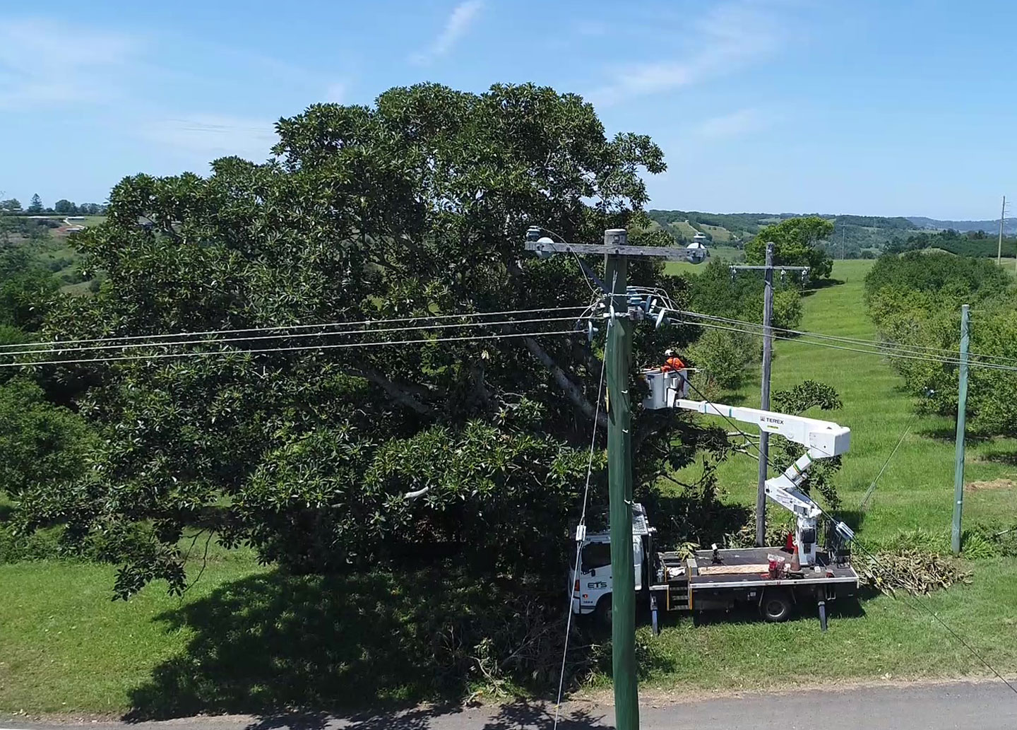 Workers cutting branches off mature tree near powerline from cherrypicker mounted on truck.